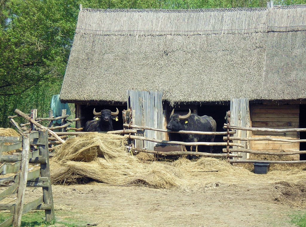 Kapolnapuszta, buffalo's reserve - April 2009 by Roberto Bubnich