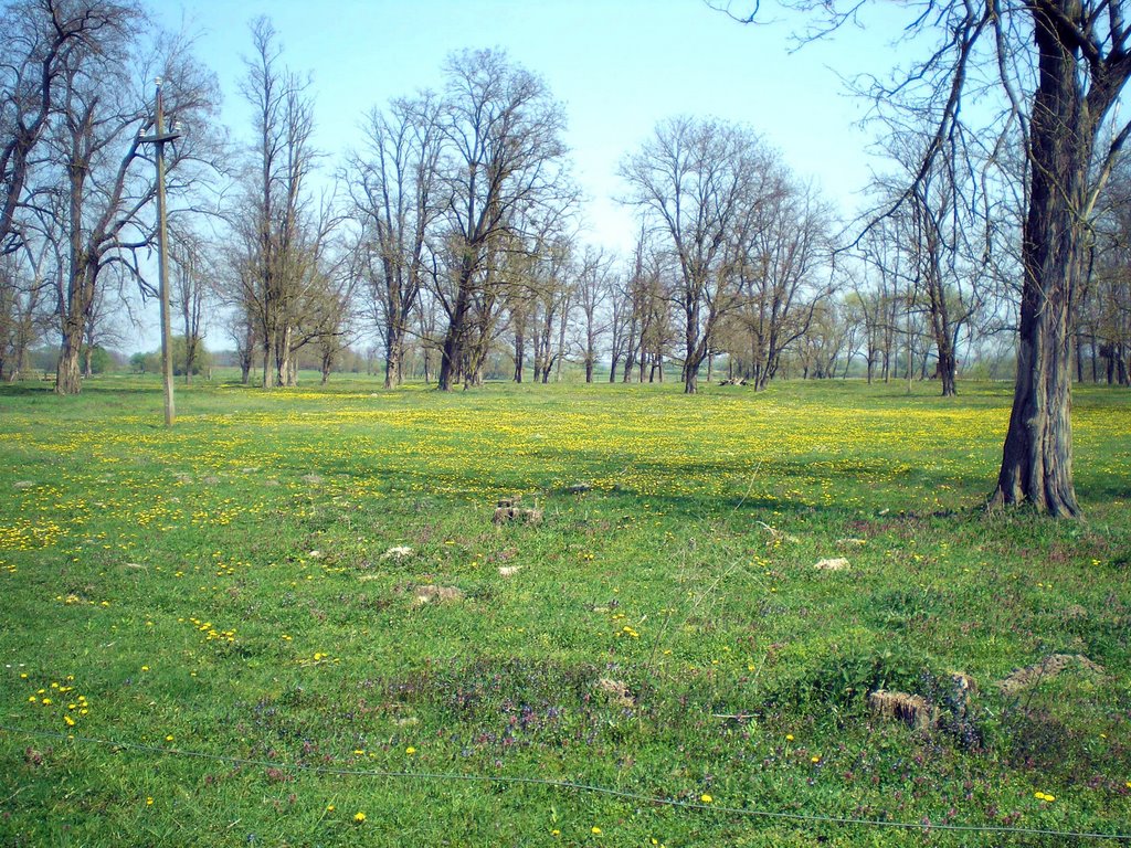 Kapolnapuszta, buffalo's reserve - April 2009 by Roberto Bubnich