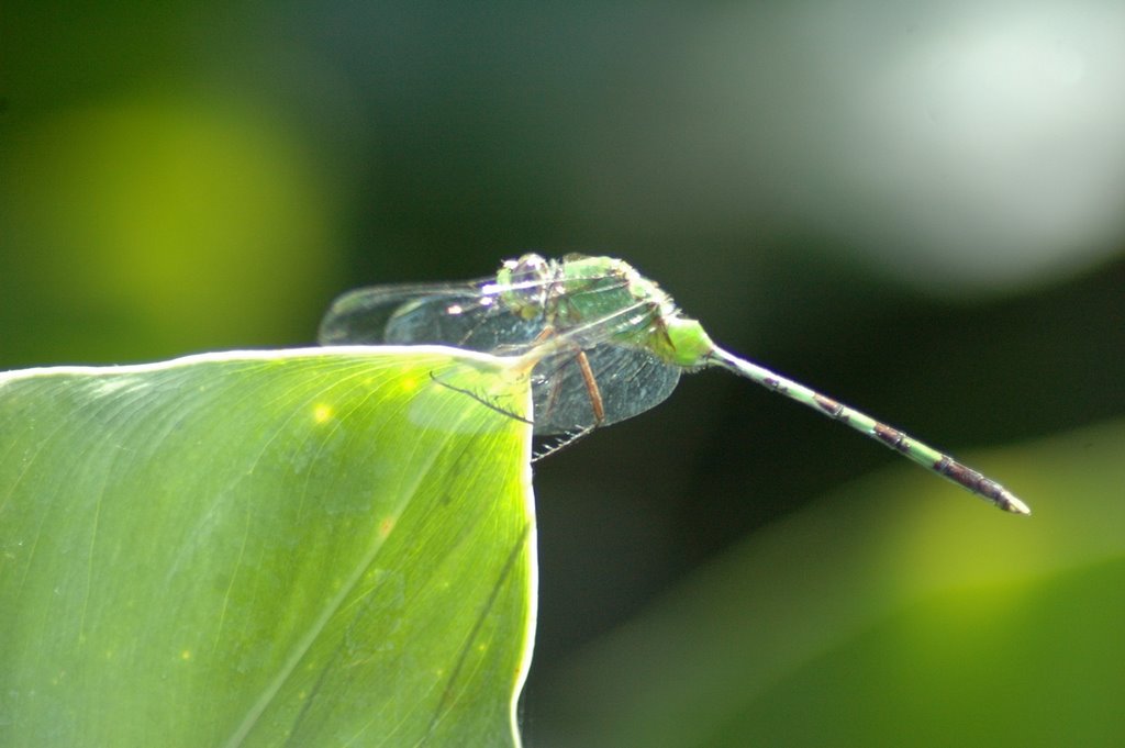 Dragonfly (Fairchild) Miami by Dayra Uzeta