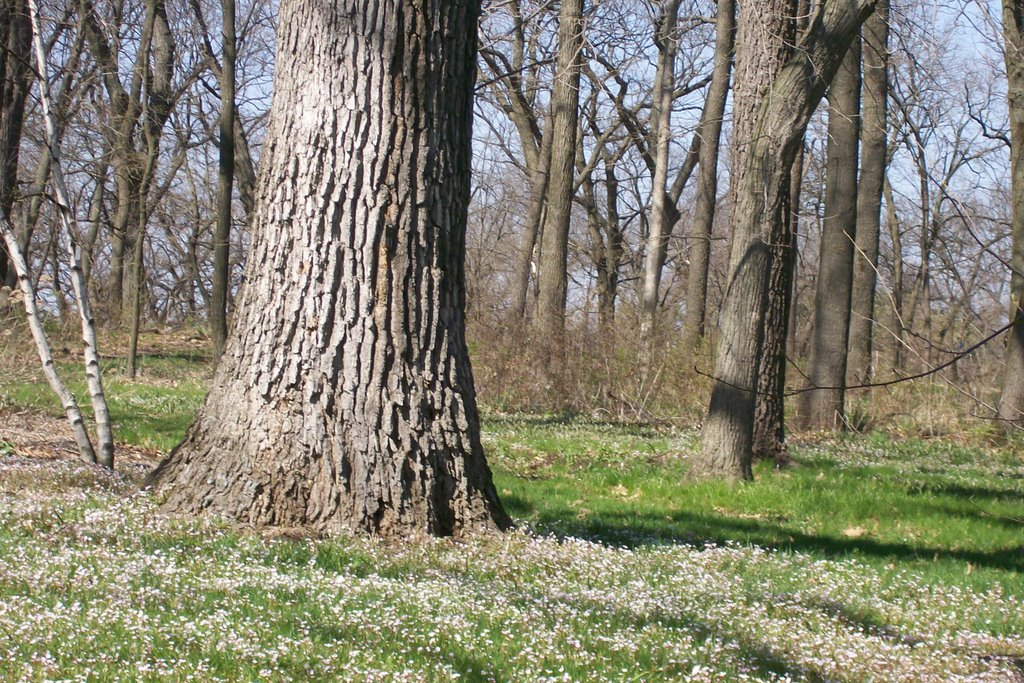 Morton Arboretum. by Leskra