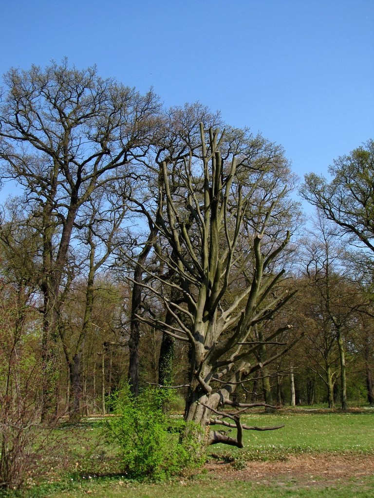 Sanssouci Park by fajna_asia