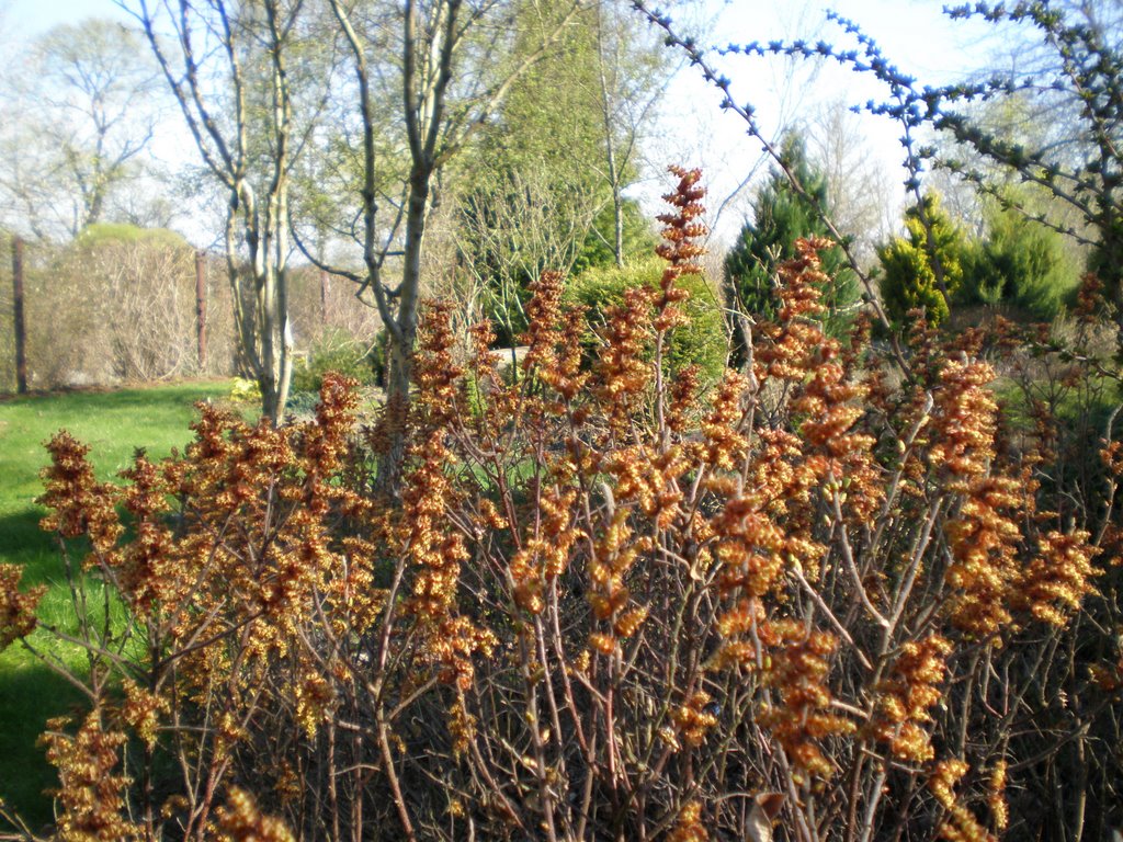 Sotvaro žiedynai (Myrica gale var. tomentosa) by Gintarele