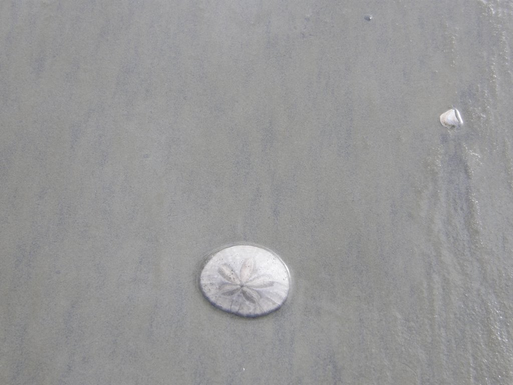 Sand dollar by naomi0_0