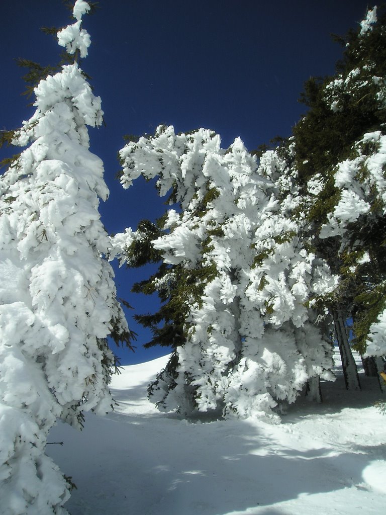 Alberi ghiacciati by Michele Colombo