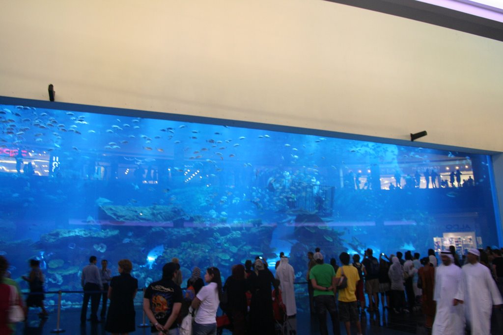 Aquarium the dubai mall by cyrilsampy