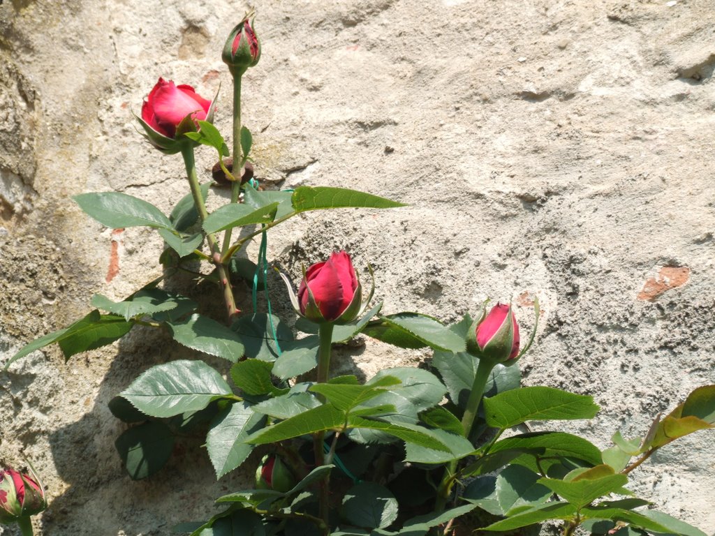 Bocci delle stesse rose rosse. by Mimmi Cassola