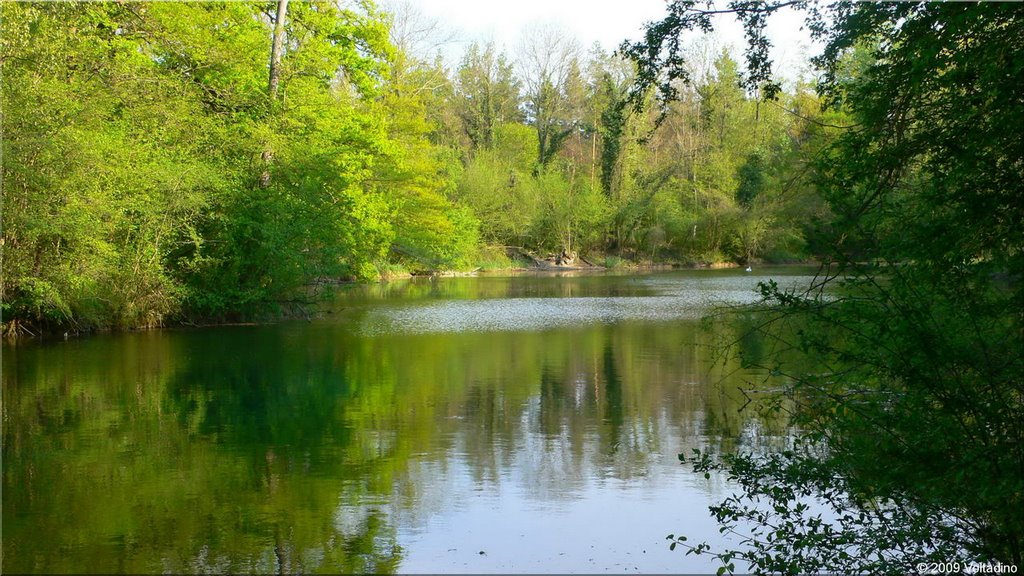 Rheinauenwald bei Burkheim, 21.04.2009 by Voltadino