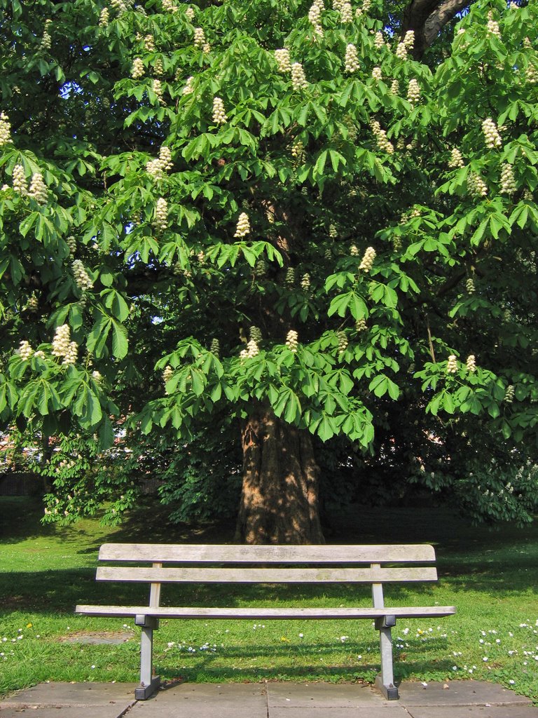 Bench and Horse Chestnut tree, Richmond riverside, River Thames, Surrey, UK by David Ian Wilson