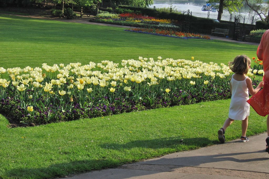 Tulip bed in Petersham Park and River Thames, Richmond, Surrey, UK by David Wilson