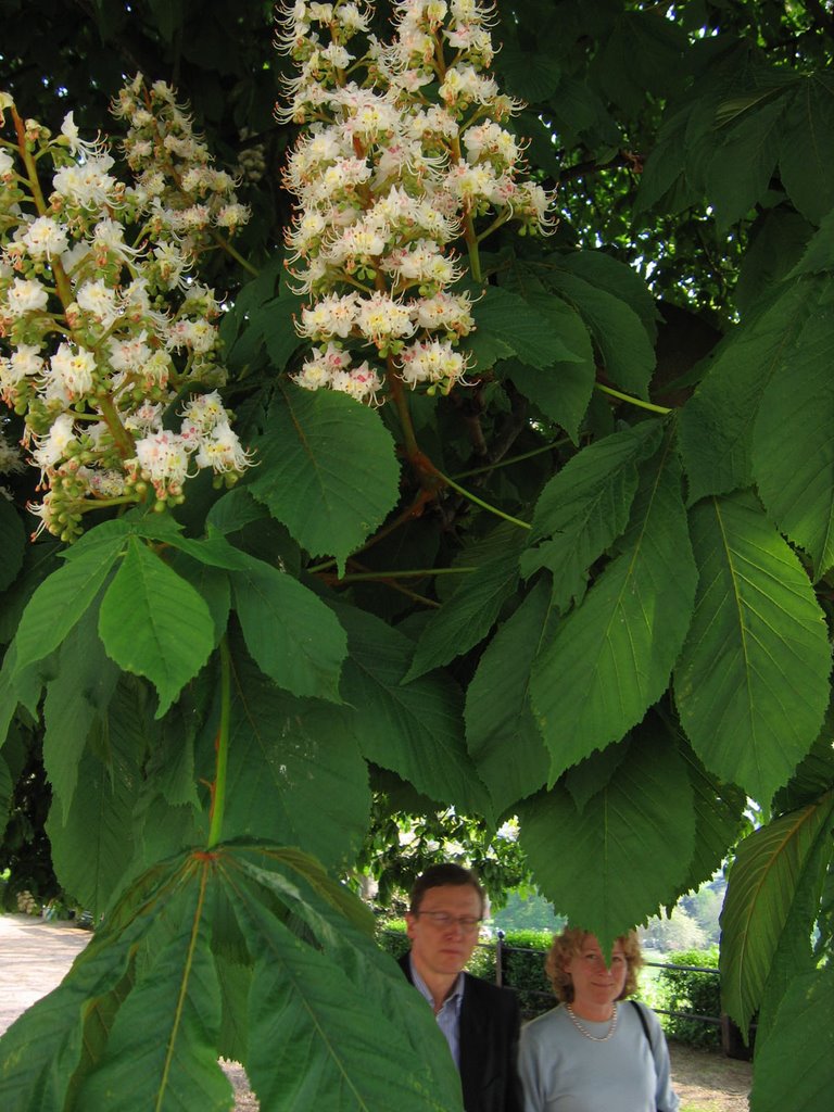 Horse Chestnut tree blossom, Petersham Terrace Promenade, Richmond, Surrey, UK by David Wilson