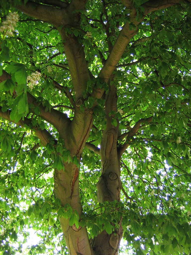 Under a Horse Chestnut Tree, Petersham Terrace Promenade, Richmond, Surrey, UK by David Ian Wilson