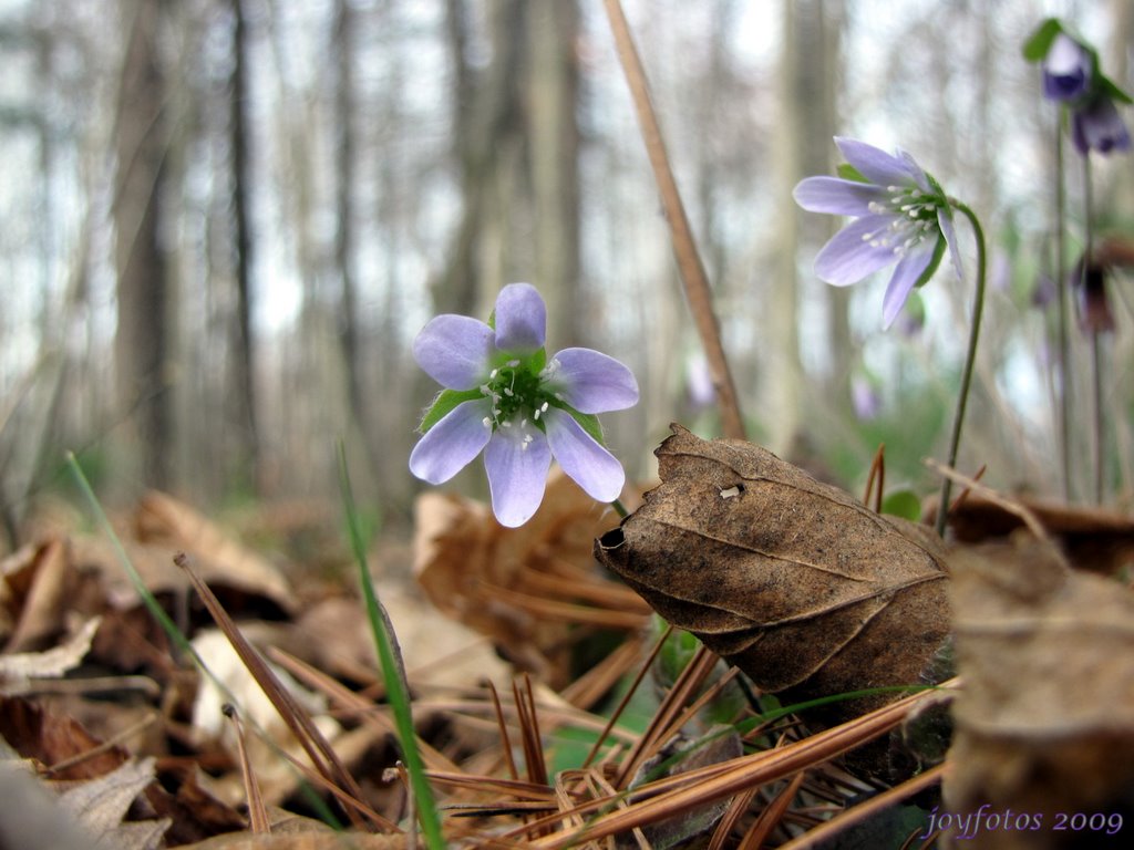 Tiny Bells Blowing in the Wind by joyfotos