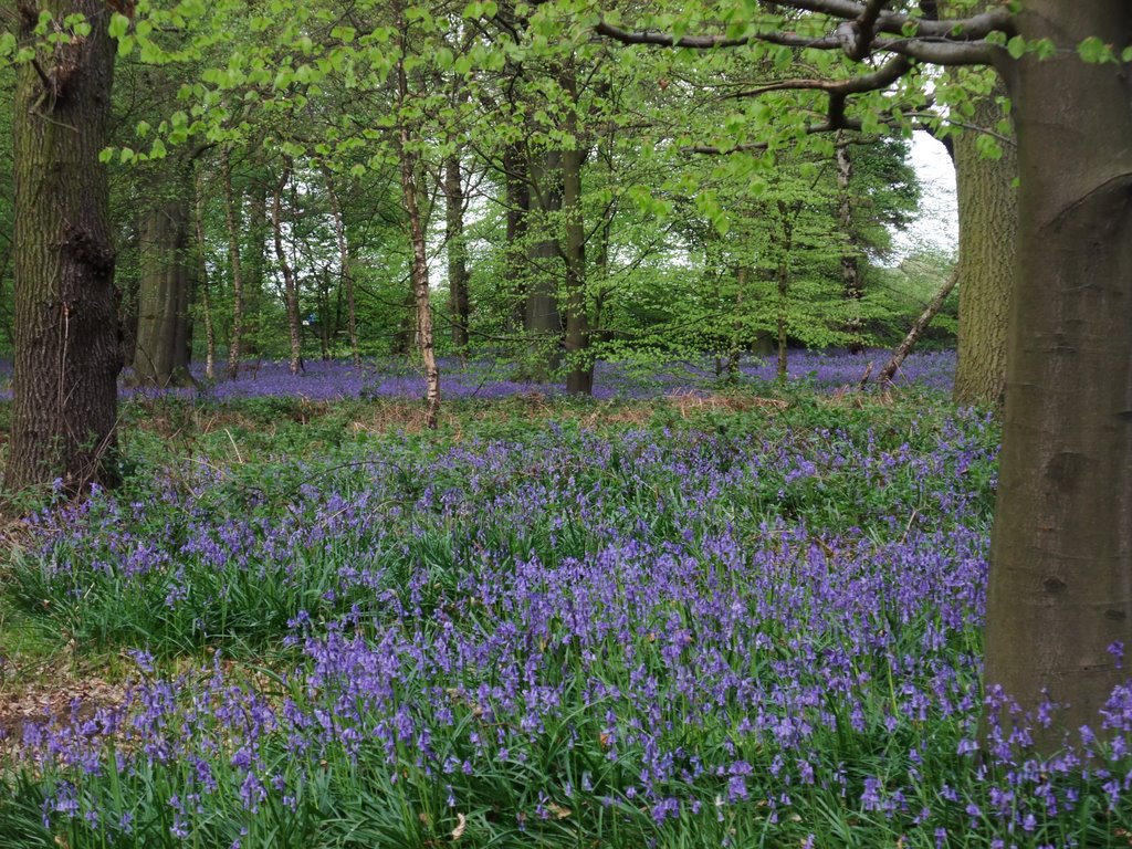 Bluebell Wood by Steve Barowik