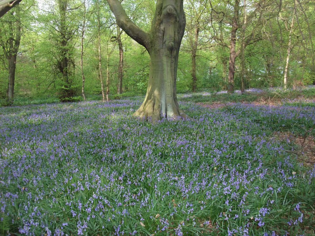 Temple Newsam Woods by Steve Barowik