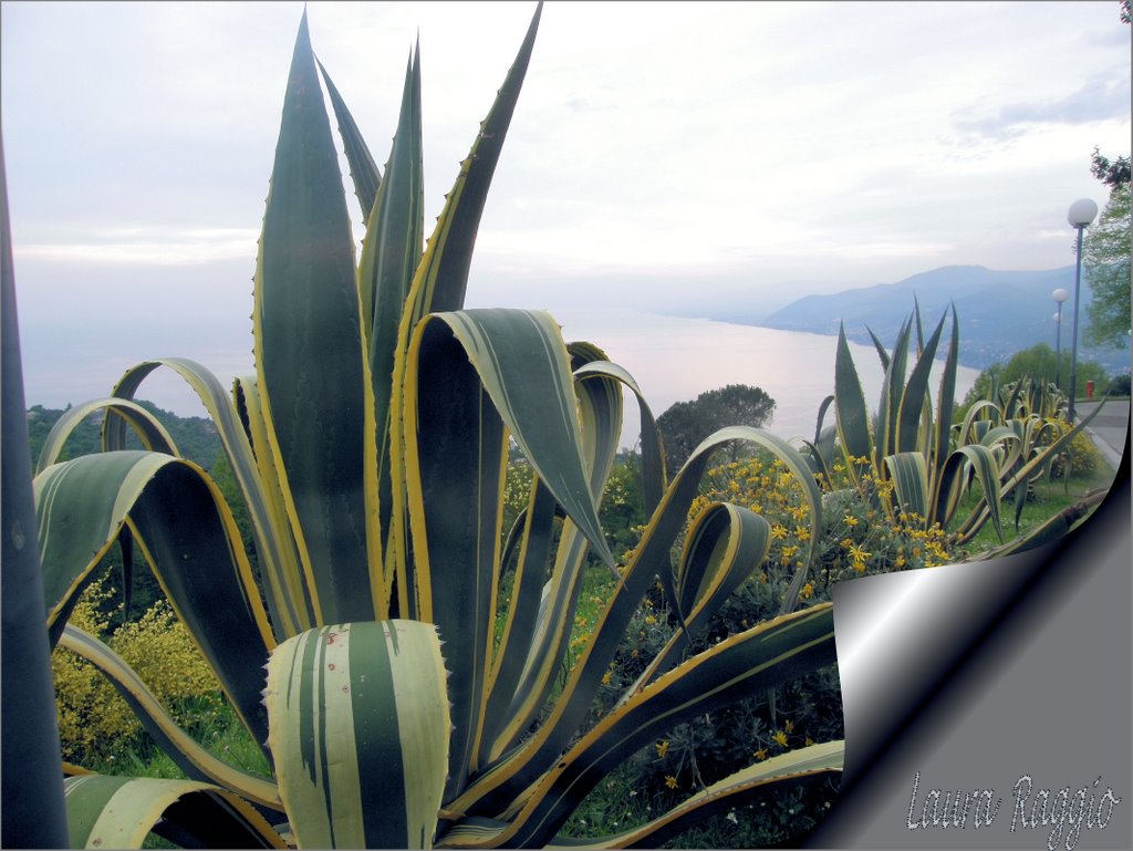 Agave a Portofino Vetta by © Laura - Mycol