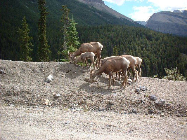 Mountain deers by Maxime Verreault