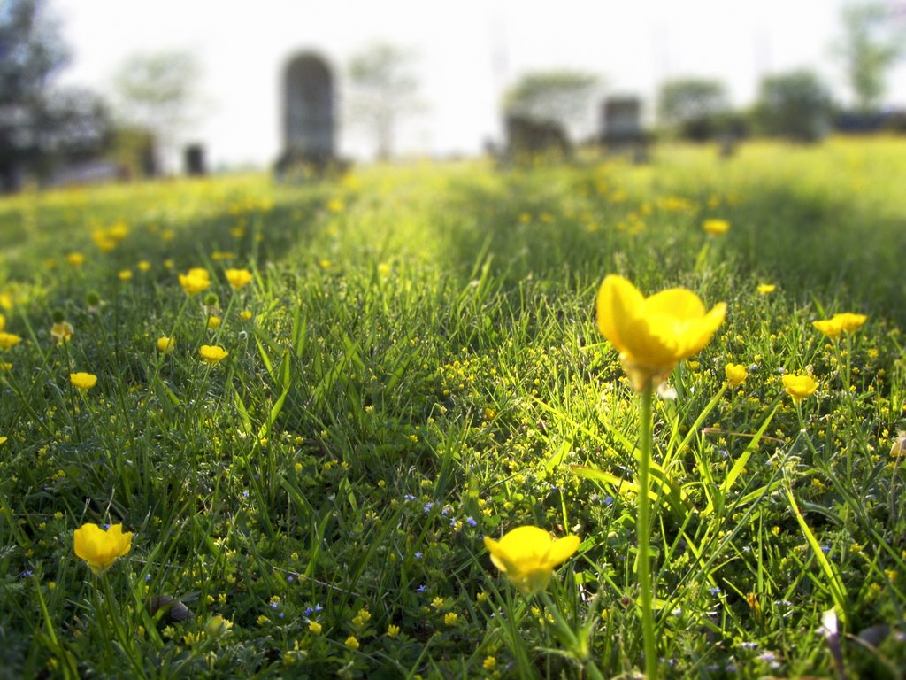 Oxford Cemetery by coleimage