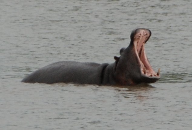 Hippo - Kruger National Park by will mead