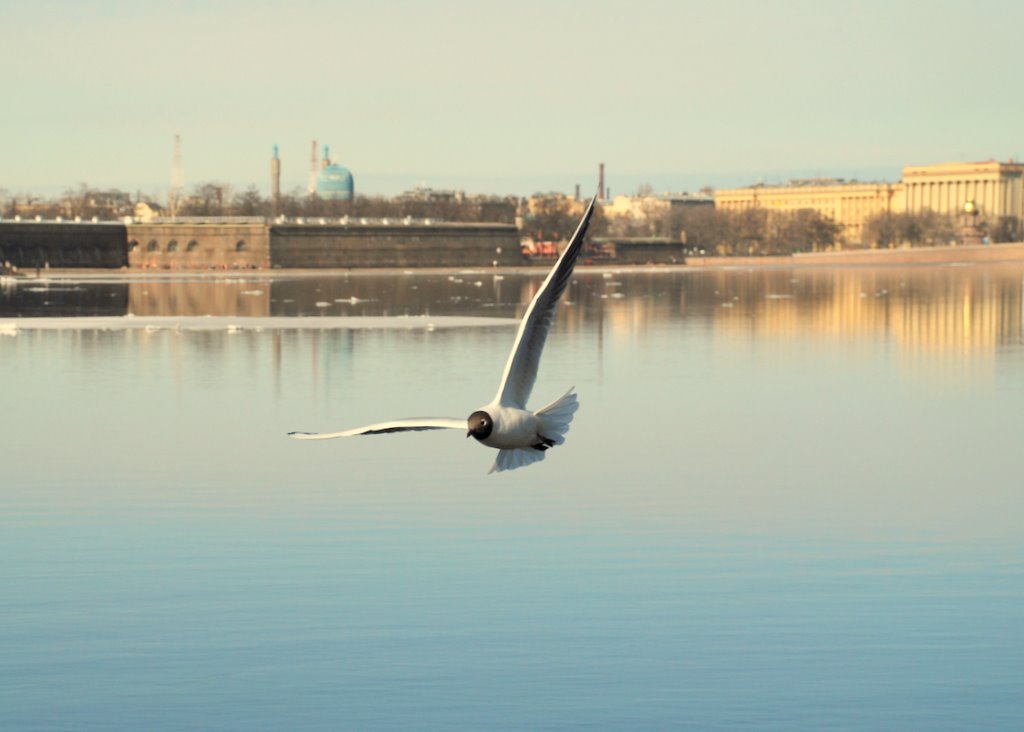 St.Peterburg by 5 ELEMENT