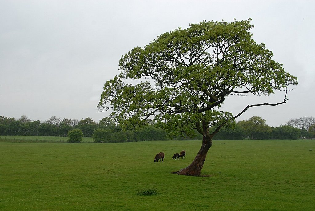 Rural England on a damp day. by David Humphreys