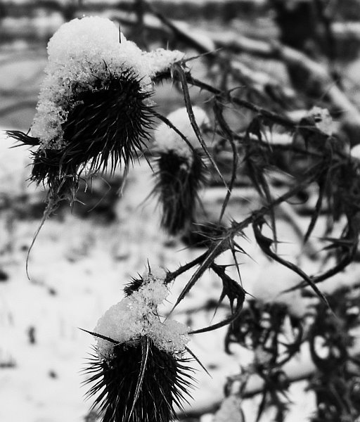 Thistle - Winter3 by WebDragon