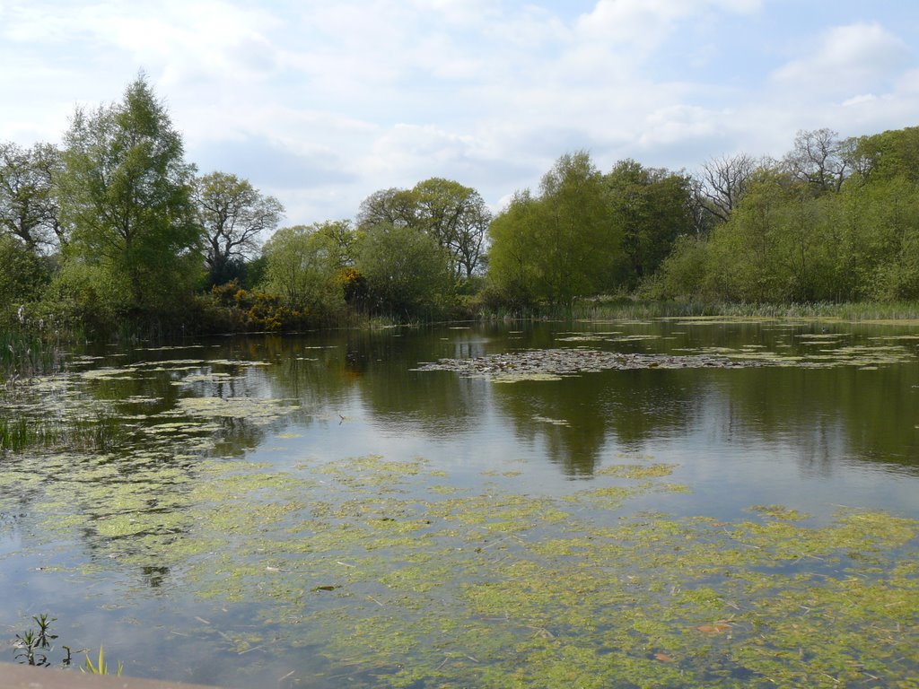 The Scrape, Mannington by alnorfolk