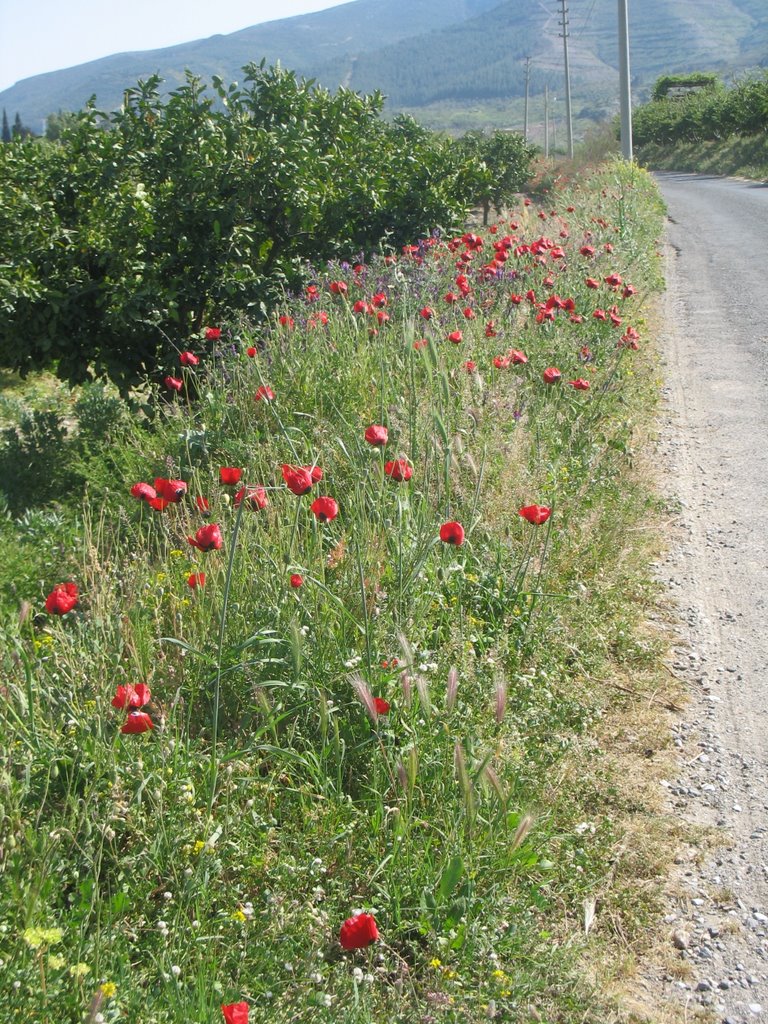 Roadside wildflowers by pdowney