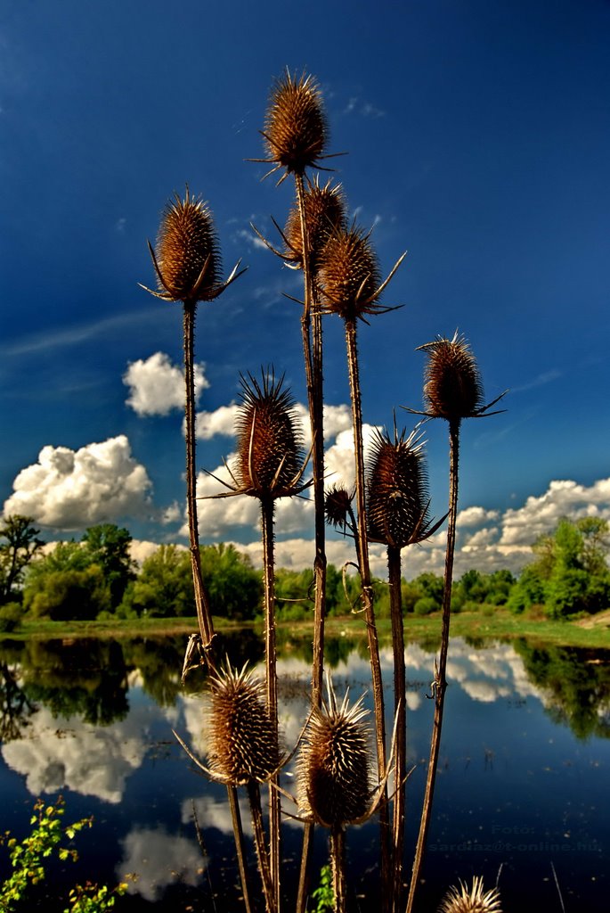 Dipsacus laciniatus... Héjakútmácsonya - Lórév DSC_8875-1 by Sárdi A. Zoltán ♥Budapest♥