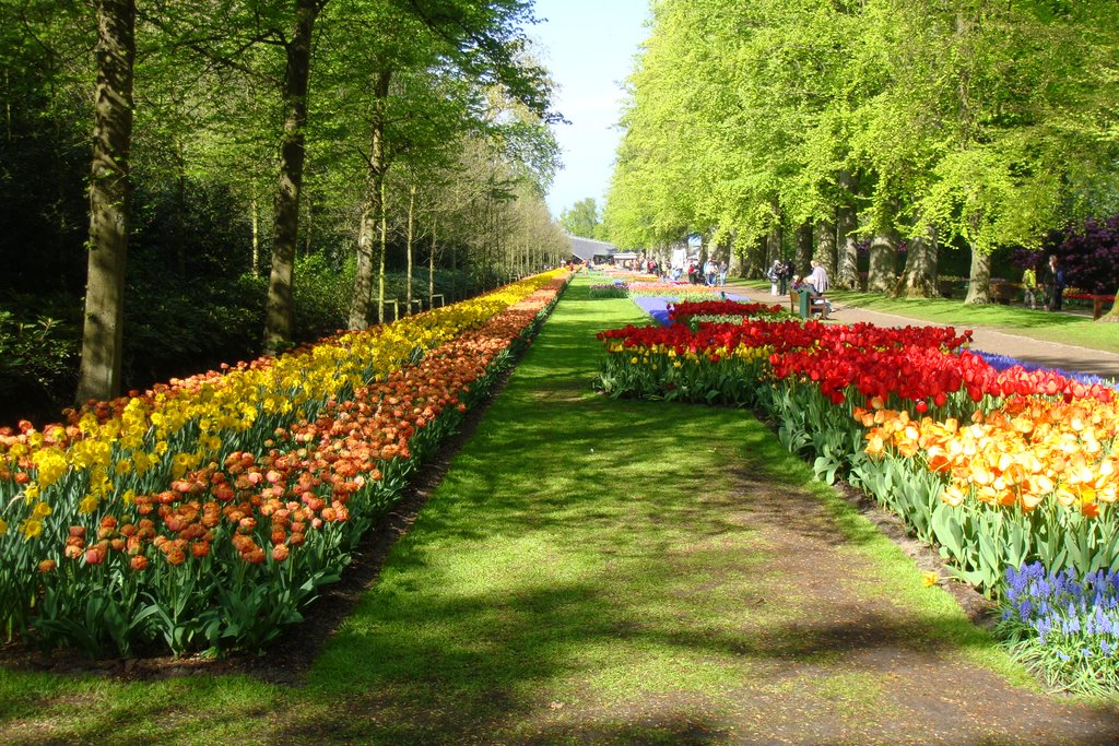 Keukenhof Pays Bas by Françoise BRAULT