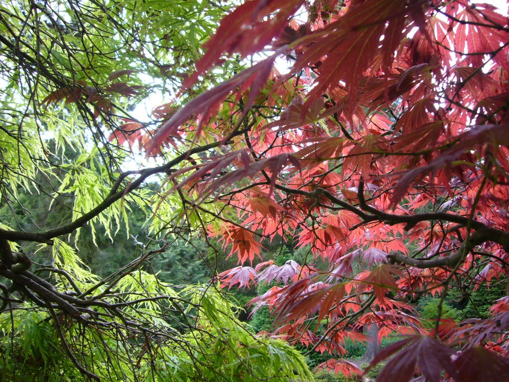 Botanic, Dublin, Ireland by fumie