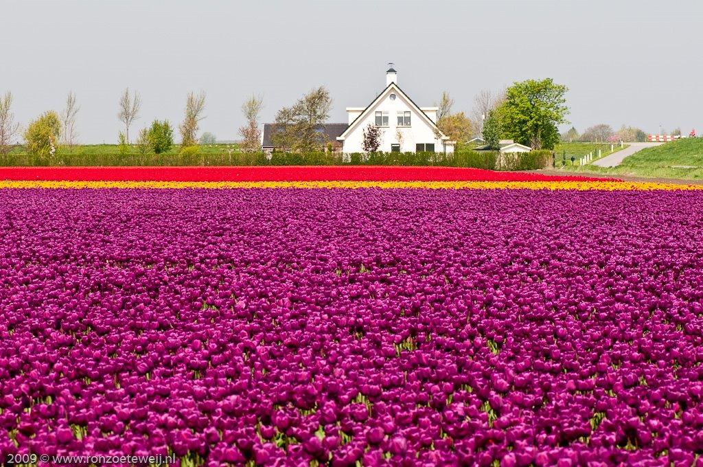 Tulpenveld bij Oude Tonge by ron zoeteweij