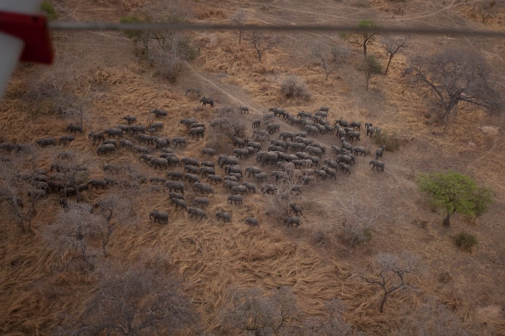 617 elephants counted in the park this year. in 2006 there were 3000 by RedwoodTransect