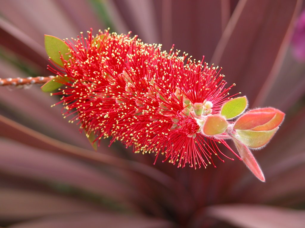 Bottlebrush by redarm