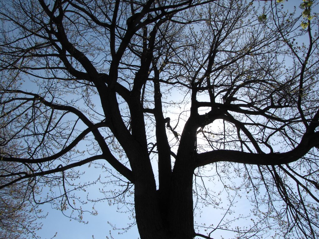 Parc Lafontaine, Montréal by busand2003