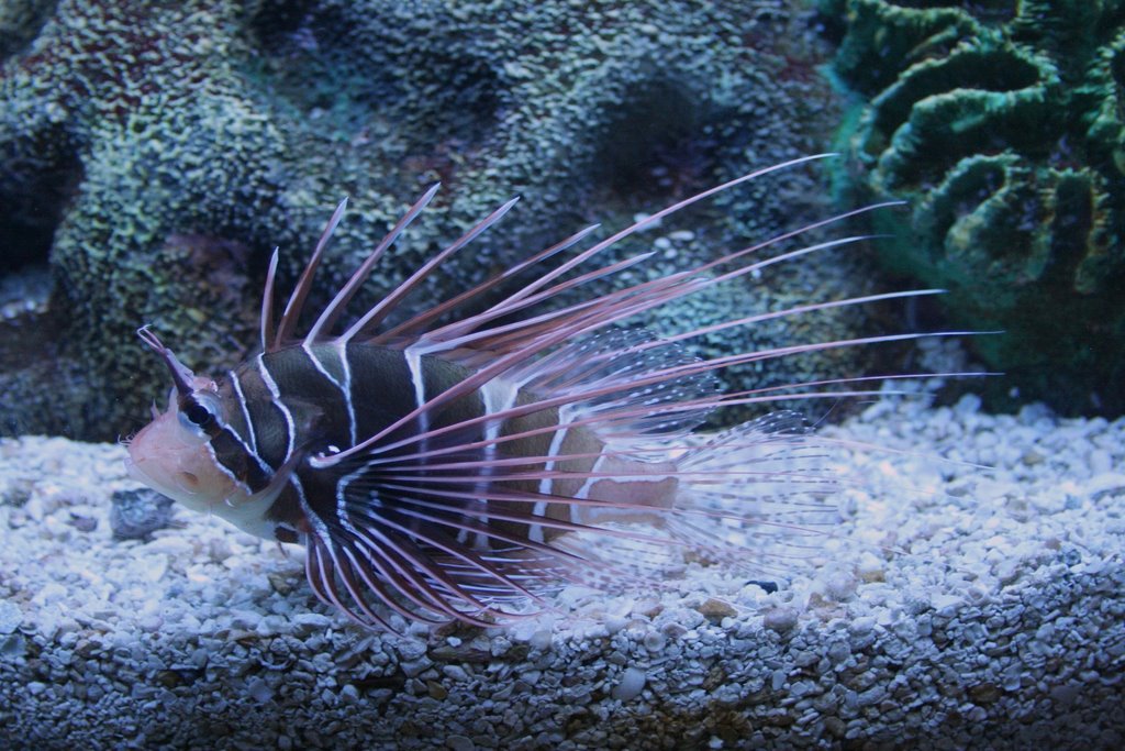 Antennata Lion Fish by Scott Hanko