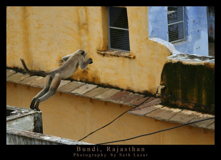 Langur- Bundi- Rajasthan- India by sethlazar