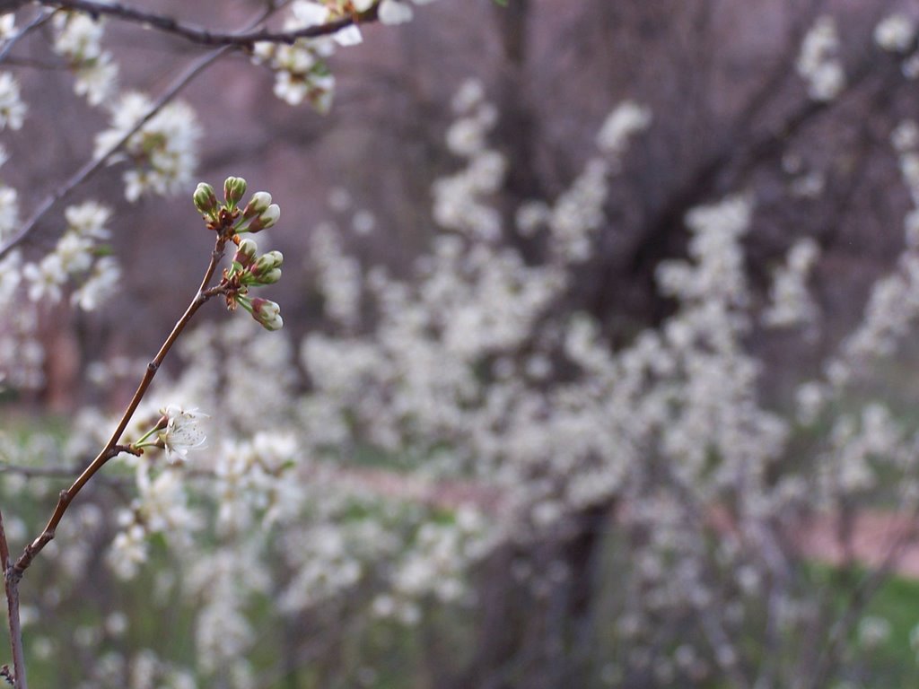 Budding by ryan-linton-images