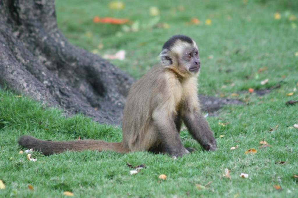 Macaco by © Julio Moraes