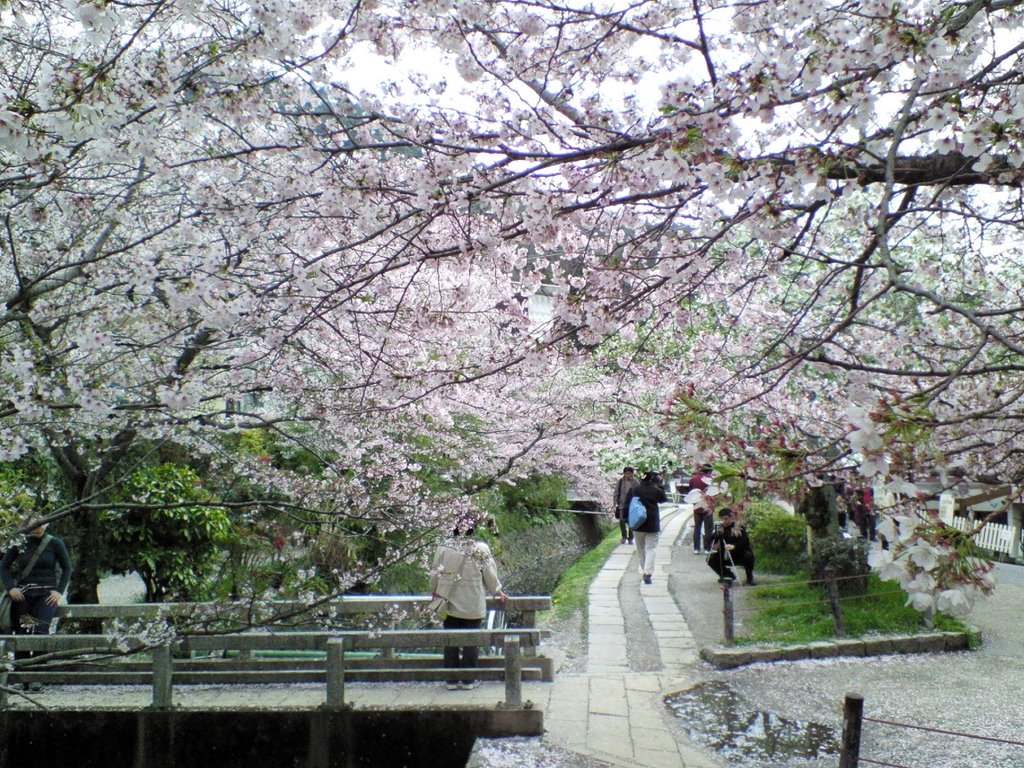 Tetsugakunomichi - 哲学の道 by pany777