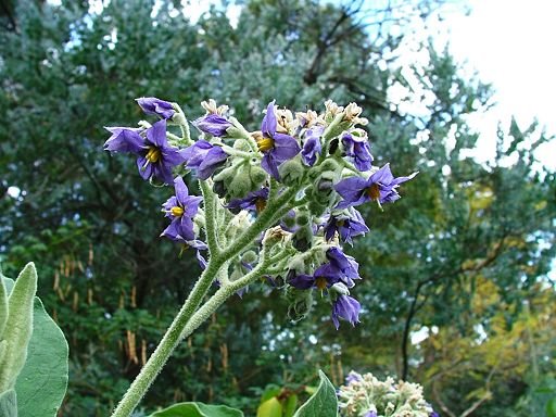 Solanum mauritianum (Solanaceae), naturalised, cultivated by Greg Steenbeeke