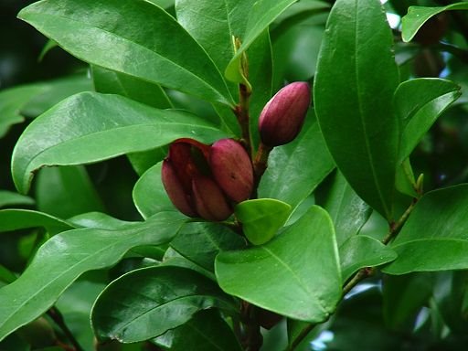 Michelia figo (Magnoliaceae), cultivated by Greg Steenbeeke