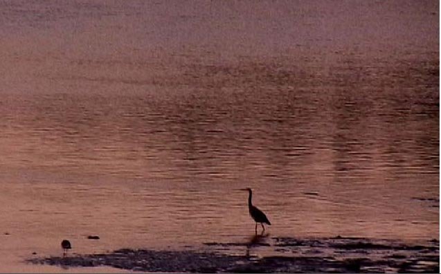 Blue heron in Alsea Bay,Oregon by waldport99