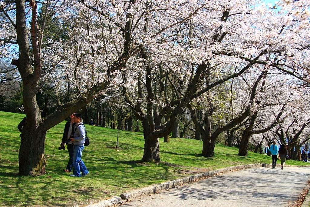 Cherry Blossoms by Jay_Lu