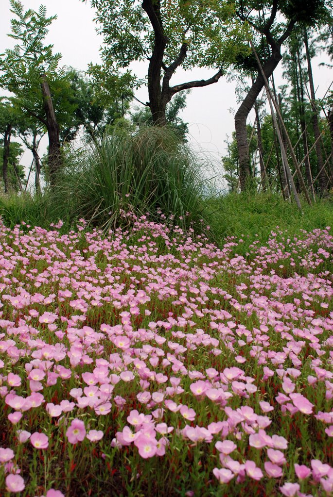 Xixi wetland西溪湿地(文三路口)20090502 by 岳良沈