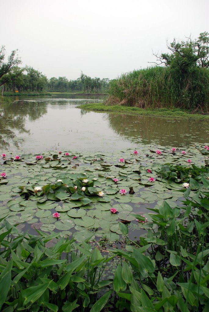 Xixi wetland西溪湿地(文三路口)20090502 by 岳良沈