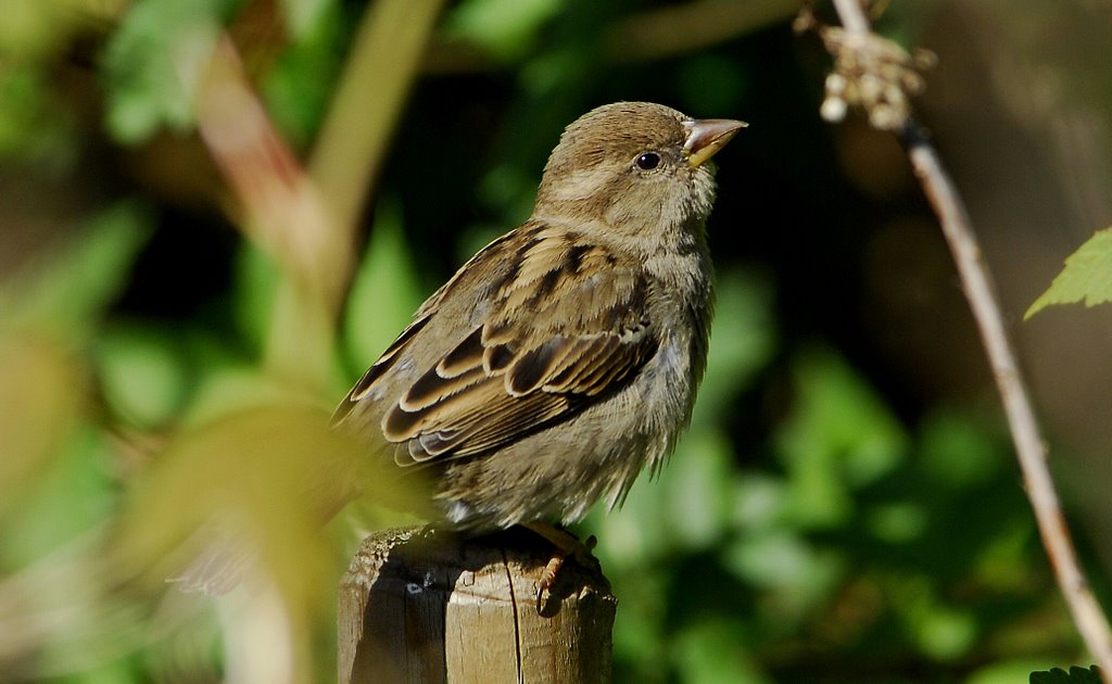 House-Sparrow. Gråspurv. Tørvemosen i Hareskovby. by Klavs Frandsen