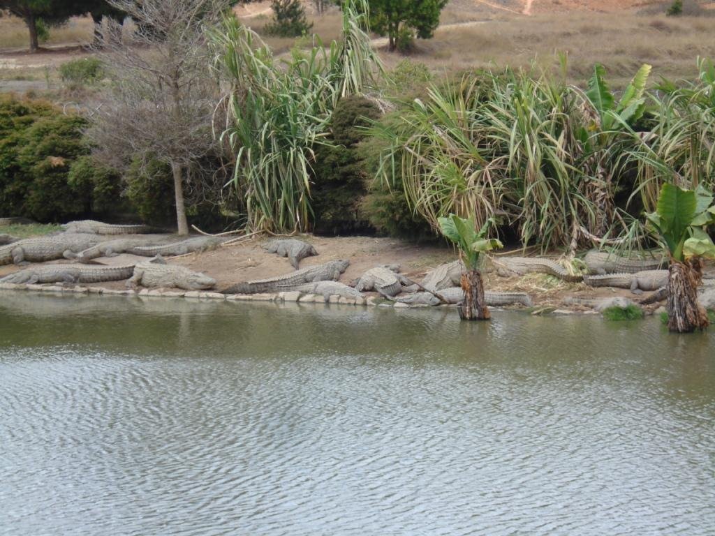 Crocodiles in the sun by Michael Kiesl...