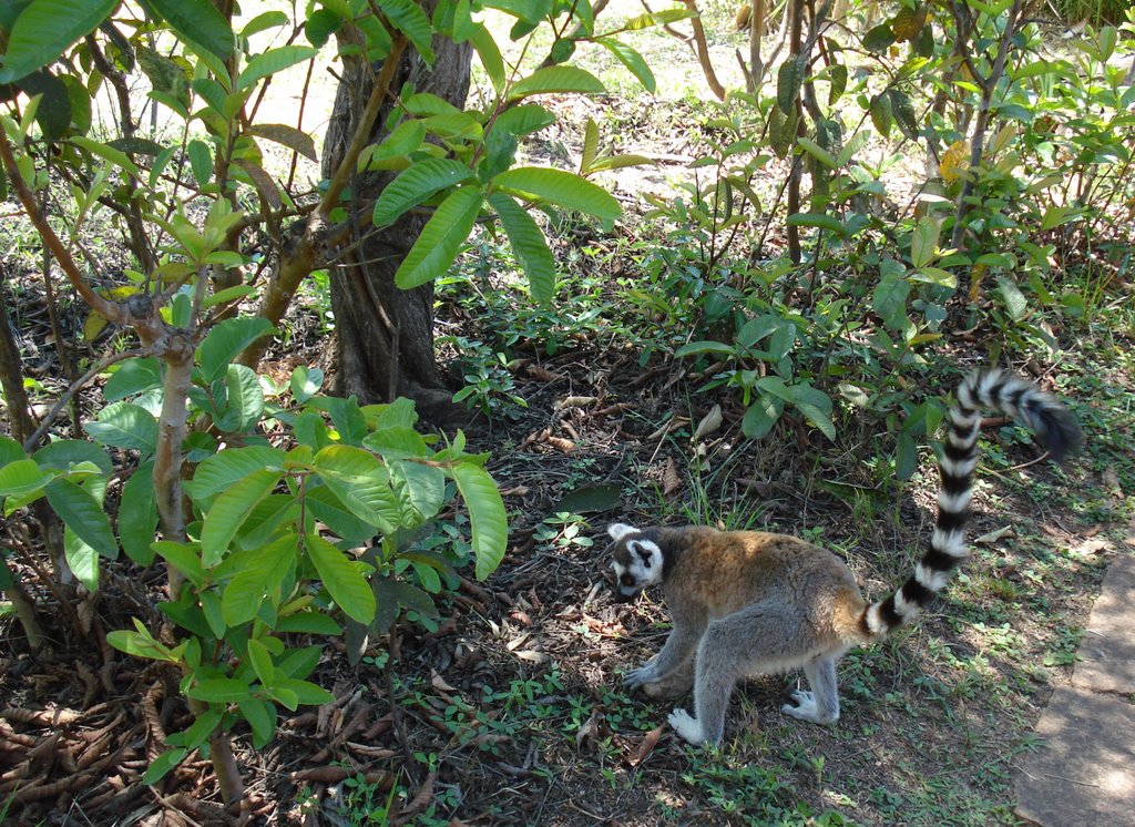 Lemurs park by Michael Kiesl...