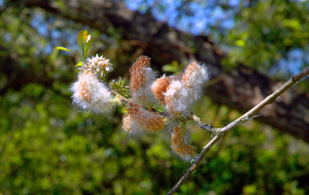 FLORES DE CHOPO by pendallo