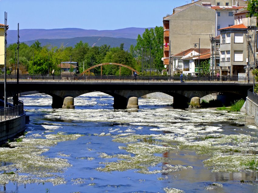 Rio con flores by arponte